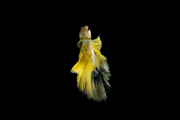 Foto peixes de combate de várias cores isolados em fundo preto.