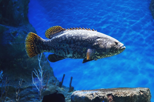 Peixes de garoupa de aquário multicoloridos, algas e corais na água azul escura no centro oceânico.