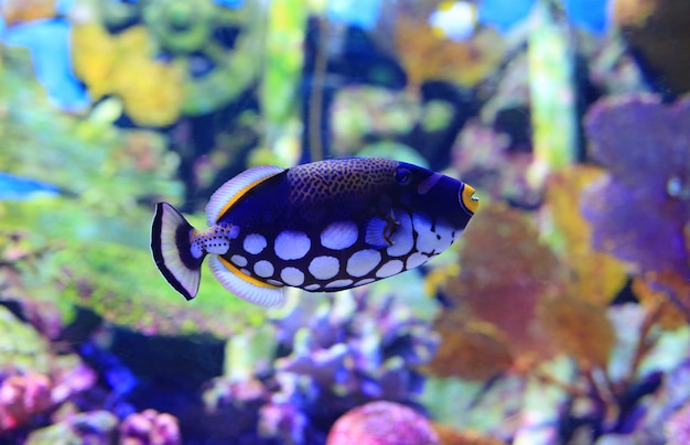 Peixes de recifes de corais bonitos debaixo d'água no tanque do aquário.