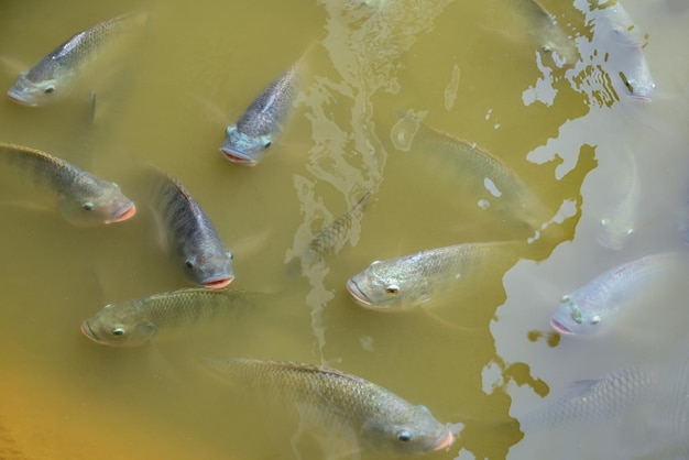 Peixes de tilápia em peixes de tilápia de água doce nadando em uma fazenda de tilápia de lagoa