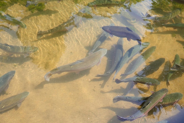 Peixes de truta em um lago artificial em uma fazenda criação de trutas para a indústria alimentícia