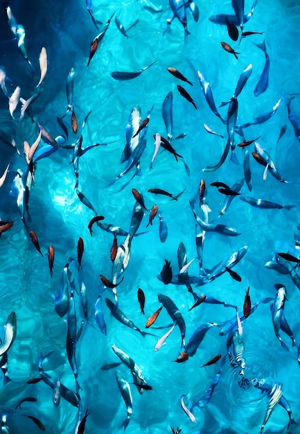 Peixes debaixo d'água como pano de fundo Água azul transparente com cardume de peixes Animais marinhos Imagem de cardume de peixes