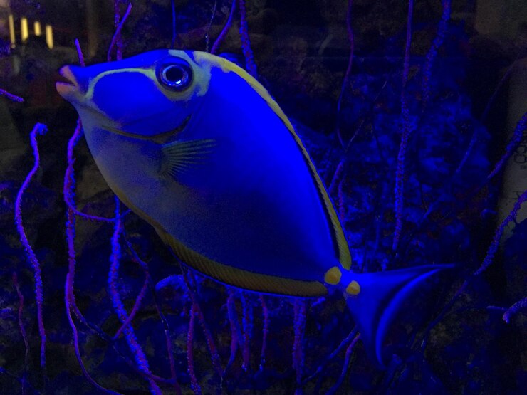 Foto peixes debaixo de água