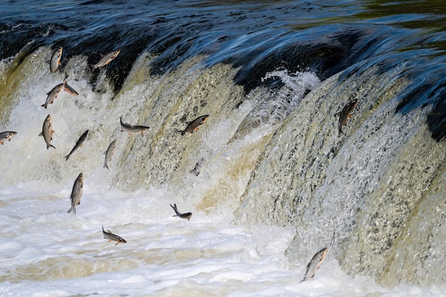 Peixes desova rio acima Vimba salta sobre cachoeira no rio Venta Kuldiga Letônia