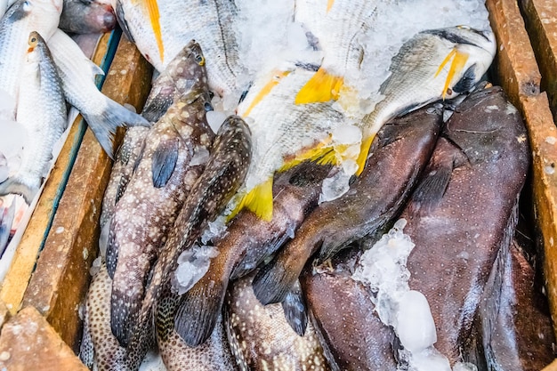 Peixes diferentes no mercado de peixe em uma cidade de Hurghada Egito