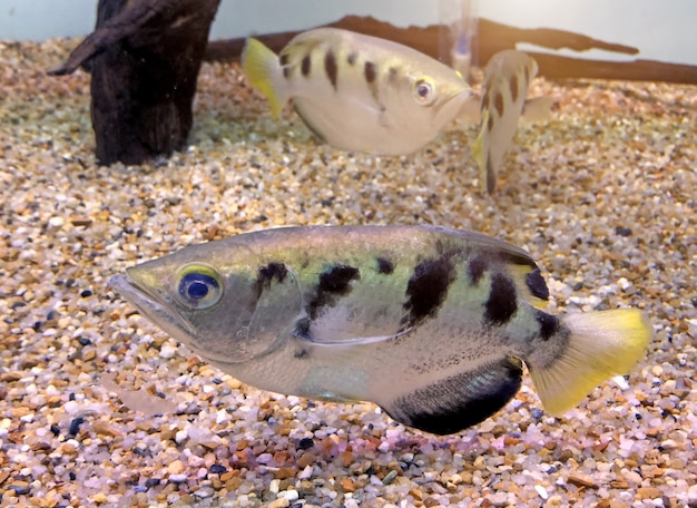 Peixes do arqueiro ou peixes do maçarico (Toxotidae) no aquário.