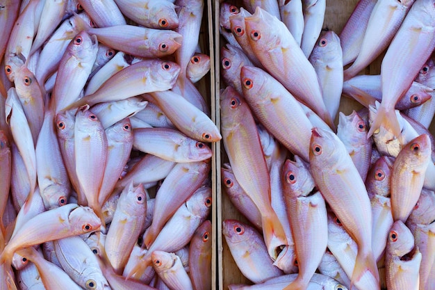Peixes do mar no mercado do mar Mediterrâneo Capturam peixes frescos do oceano e do mar para alimentação e venda comercial