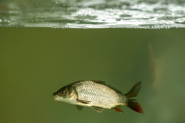 Foto peixes em aquário para piscicultura. carpas, tambaquis e tilápias. piscicultura.