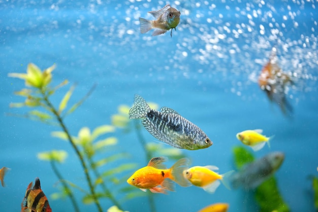 Peixes exóticos coloridos nadando em um aquário de águas azuis profundas com plantas tropicais verdes