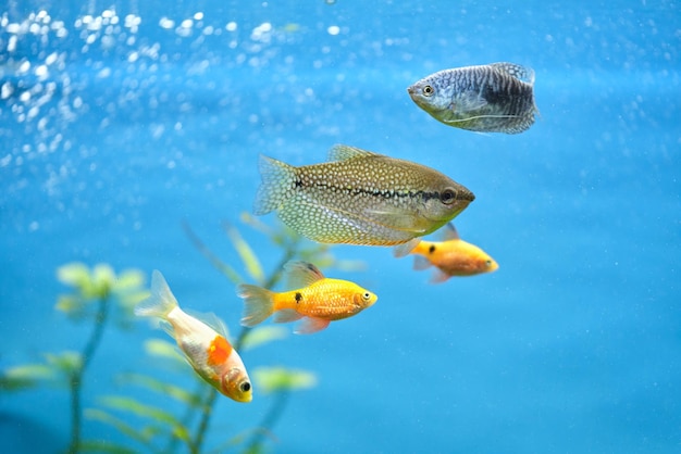 Peixes exóticos coloridos nadando em um aquário de águas azuis profundas com plantas tropicais verdes