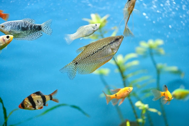Peixes exóticos coloridos nadando em um aquário de águas azuis profundas com plantas tropicais verdes