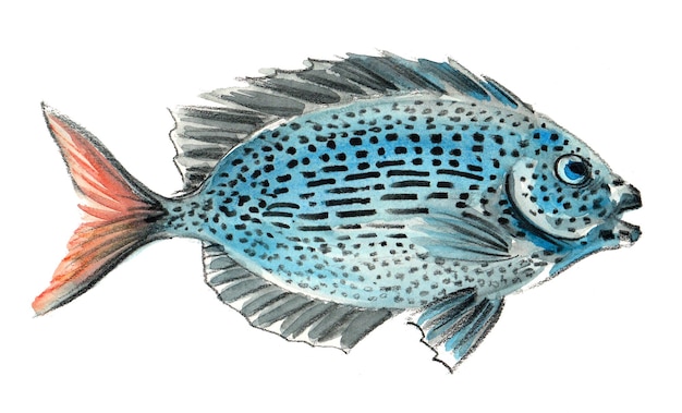 Peixes exóticos do mar tropical. Desenho a tinta e aguarela