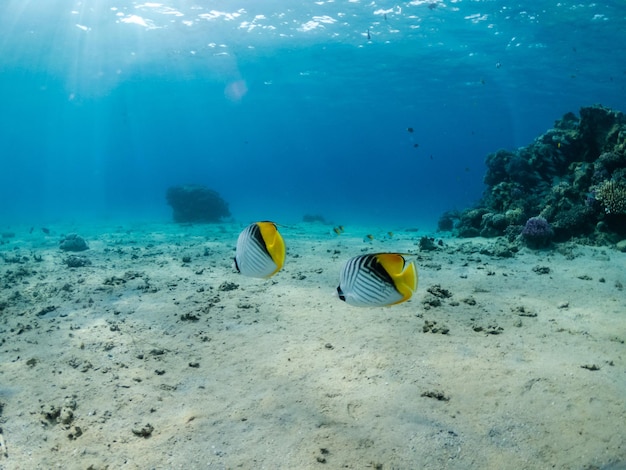 Peixes exóticos do mundo subaquático no fundo do Mar Vermelho