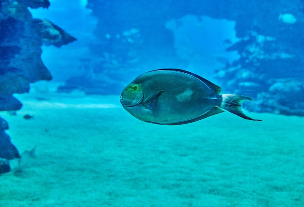 Peixes exóticos em um aquário no Mar Vermelho, nadando entre corais