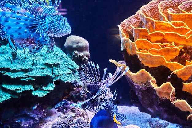 Peixes exóticos no aquário do Mar Vermelho nadando entre corais brilhantes no escuro