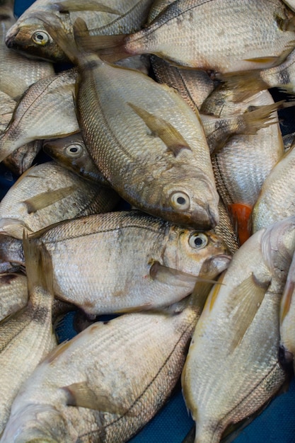 Peixes frescos como alimentos marinhos para venda num mercado de peixes