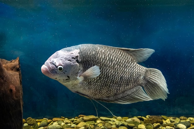 Peixes gourami reais nadam em um aquário transparente