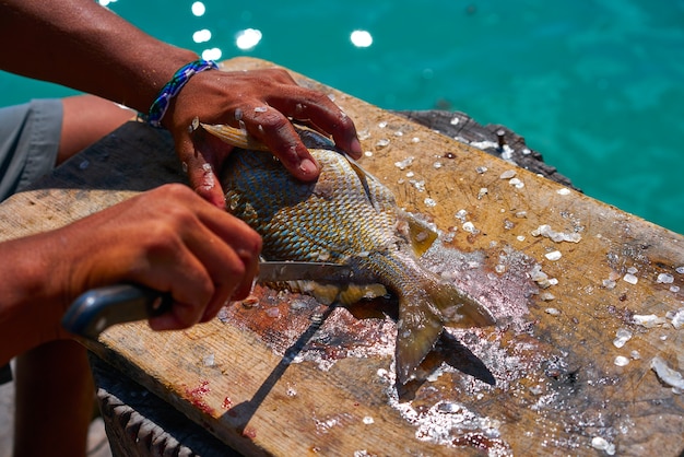 Peixes grunhidos brancos relaxam no caribe