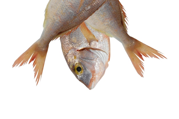 peixes isolados em branco