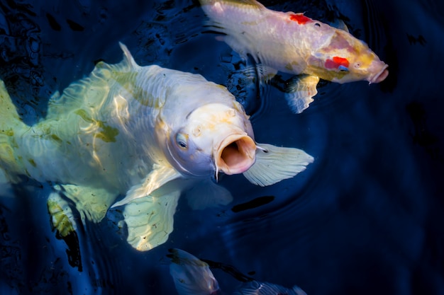 Peixes koi bonito nadando na lagoa