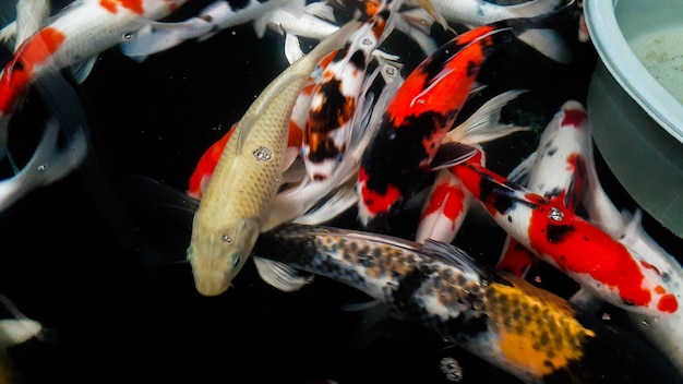 Peixes Koi coloridos nadando em um jardim aquático