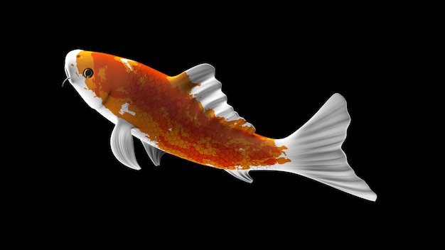 Peixes koi coloridos renderizados em 3D com padrões de cores laranja e branco e vista lateral