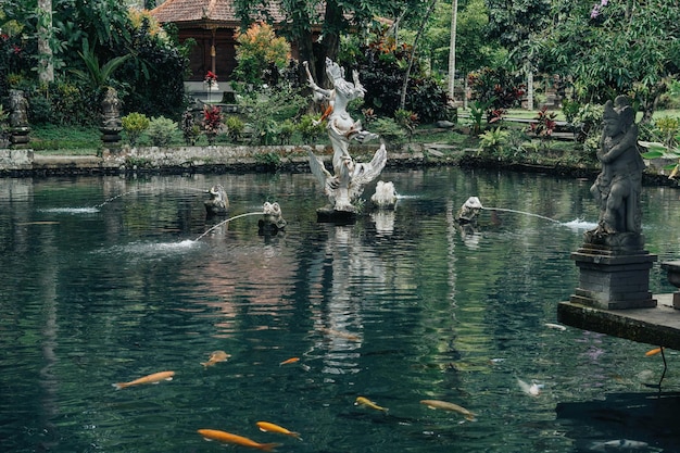 Peixes koi na lagoa balinesa