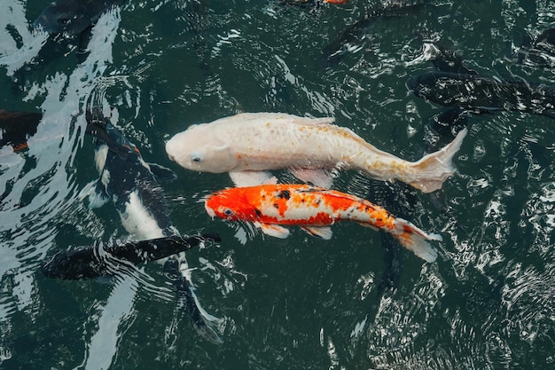 peixes koi na lagoa balinesa