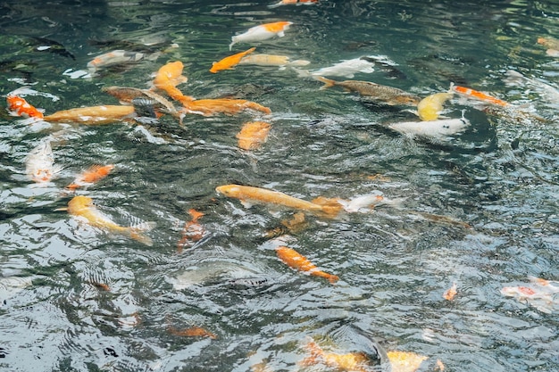 peixes koi na lagoa balinesa