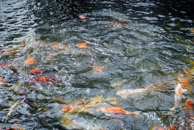 Peixes Koi na lagoa do jardim