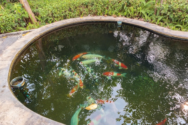 Peixes Koi na lagoa do jardim