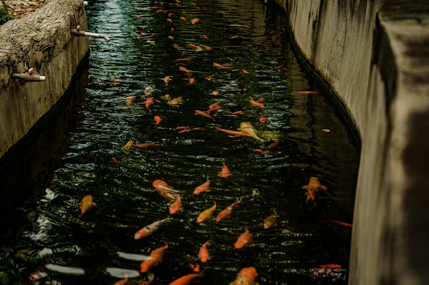 Peixes Koi nadam em lagoas artificiais com um belo fundo na lagoa clara Decoração colorida