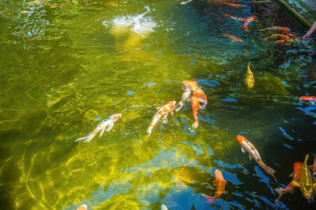 Peixes Koi nadam lagoas artificiais com um belo fundo na lagoa clara Peixes decorativos coloridos flutuam em uma lagoa artificial vista de cima