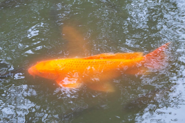Peixes Koi ou peixes carpas na lagoa em fundo preto animais coloridos vermelhos dourados na água relaxando o tempo para alimentar peixes