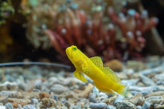 Foto peixes marinhos com lindos corais