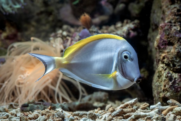 Peixes marinhos com lindos corais