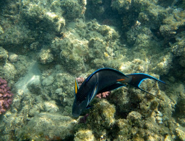 peixes marinhos perto de coral debaixo d'água