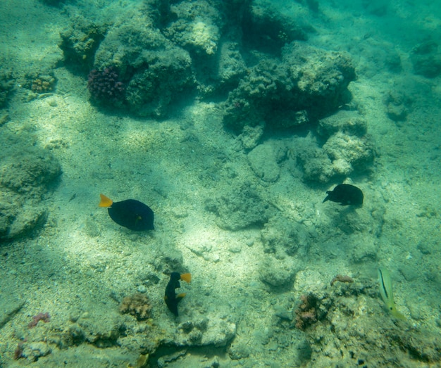 Peixes marinhos perto de coral, fundo subaquático de verão