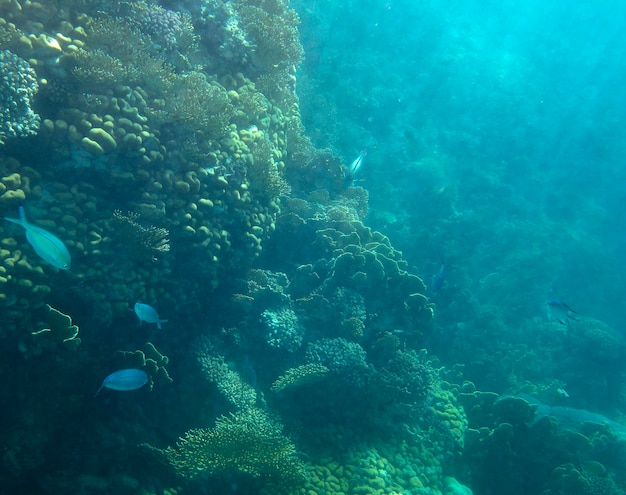 peixes marinhos perto de coral subaquático fundo de verão