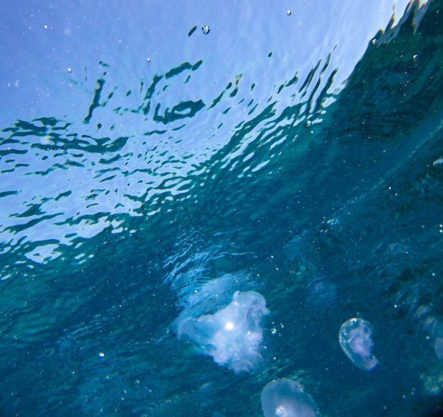 Peixes marinhos perto de fundo de verão subaquático de coral