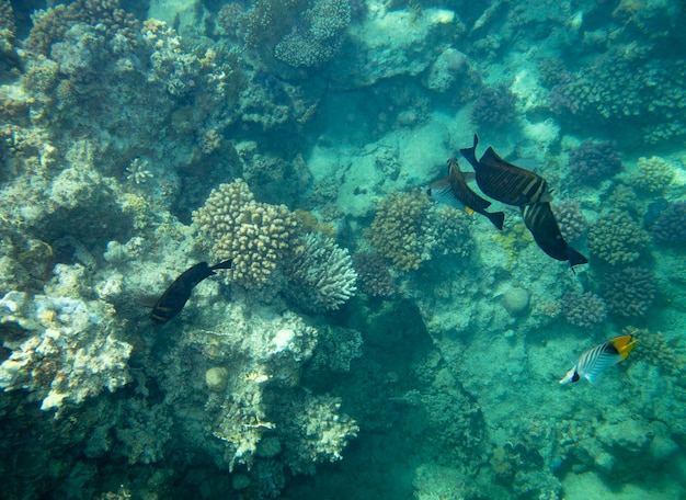 peixes marinhos perto de fundo de verão subaquático de coral