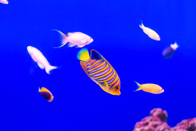 Foto peixes marinhos tropicais num recife de coral