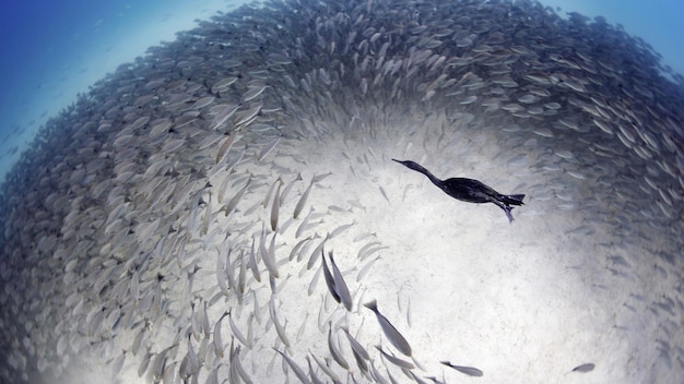 Peixes marinhos