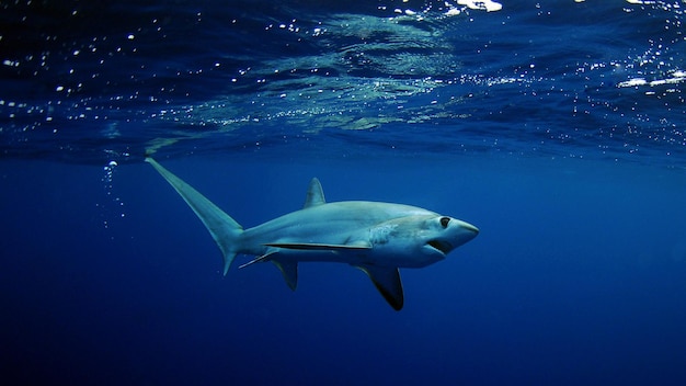 Foto peixes marinhos