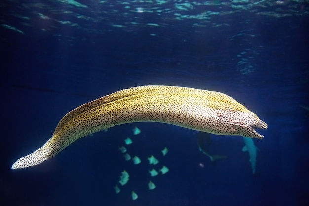 Peixes Moray Muraena (Gymnothorax favagineus) caçando debaixo d'água. Fundo da água azul.