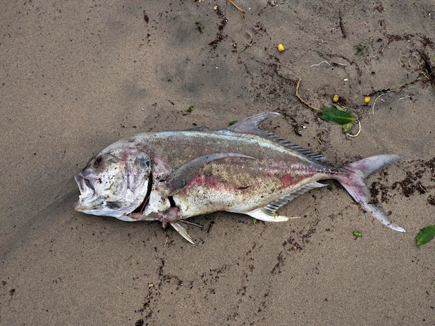 peixes mortos após os efeitos do furacão Norma outubro 2023 La Paz Baja California Sur