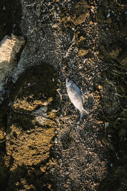 Peixes mortos no chão ou na praia, mar, lago, rio, por causa natural, poluição ou ato humano