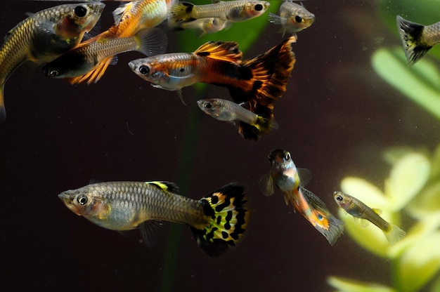 Peixes multicoloridos Guppy em um aquário tropical