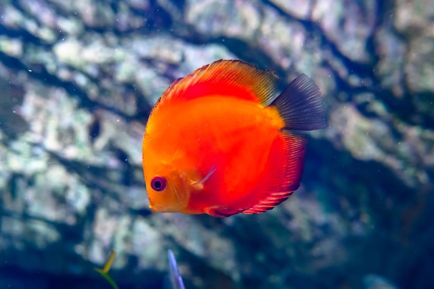 Foto peixes multicoloridos no aquário do aquário de sochi lugares turísticos de sochi