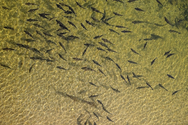 Peixes na água